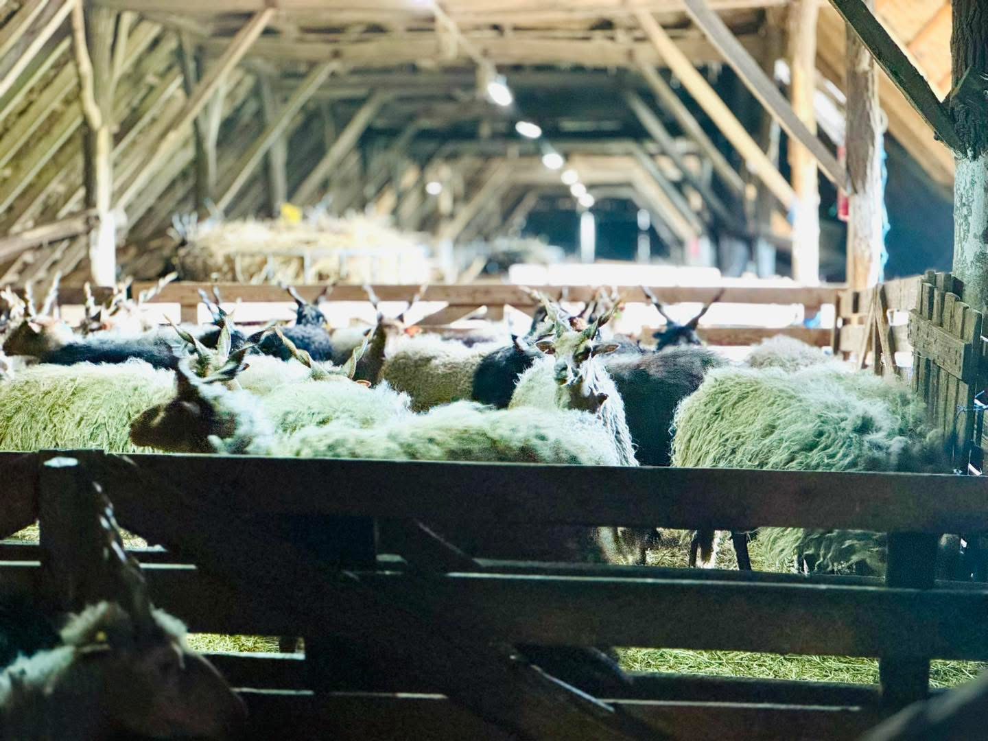 Eredményes tavaszi juhnyírás a Hortobágyon: több mint 1400 állatot nyírtak meg három nap alatt